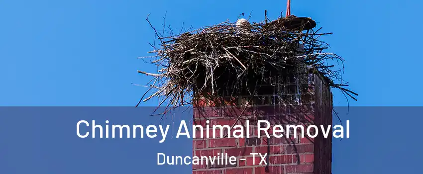  Chimney Animal Removal Duncanville - TX