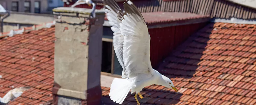 Residential Chimney Animal Removal Solution in Duncanville, TX