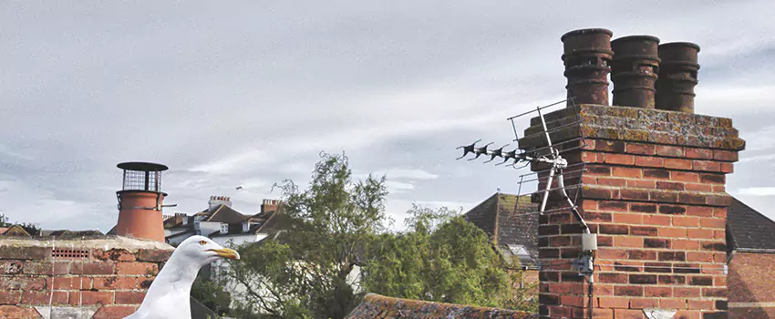 Chimney Cleaning And Restoration in Duncanville, Texas
